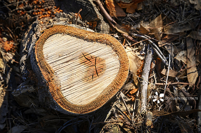 森林中的树桩图片素材