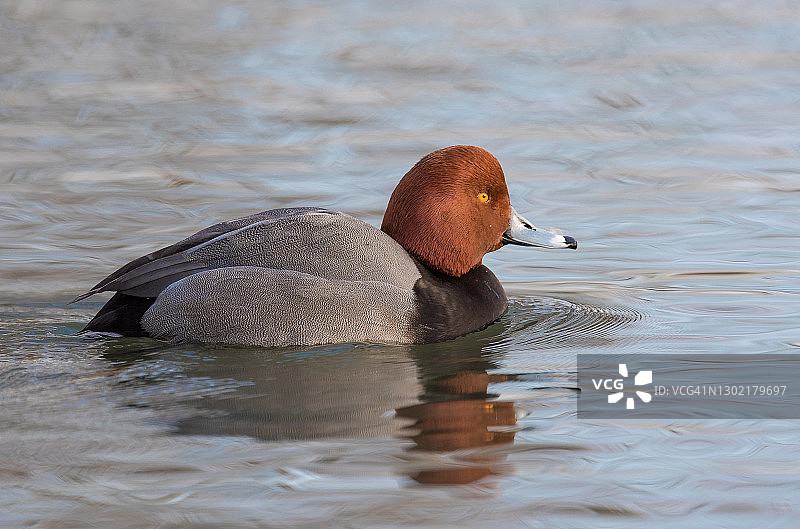 红头潜鸭图片素材
