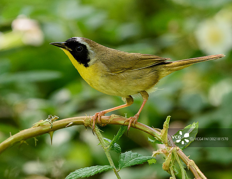 普通黄喉莺图片素材