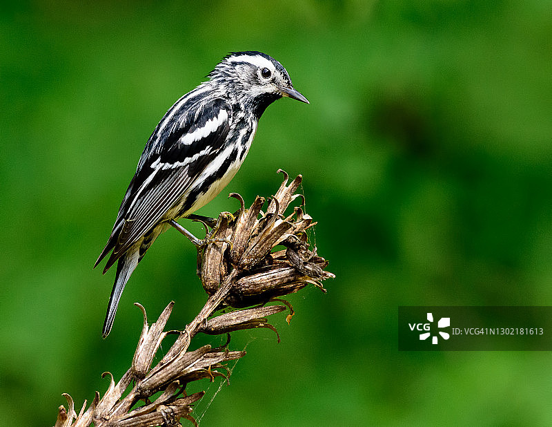 黑白林莺图片素材