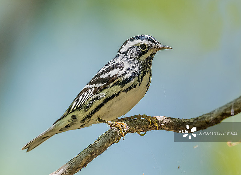 黑白林莺图片素材