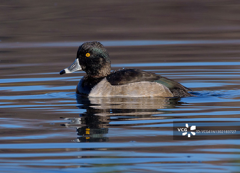 环颈鸭图片素材