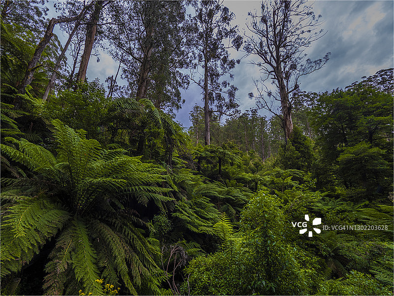 维多利亚州塔拉布尔加国家公园夏日湿润景象图片素材