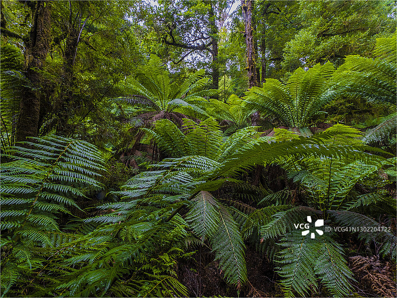 维多利亚州塔拉布尔加国家公园夏日湿润景象图片素材