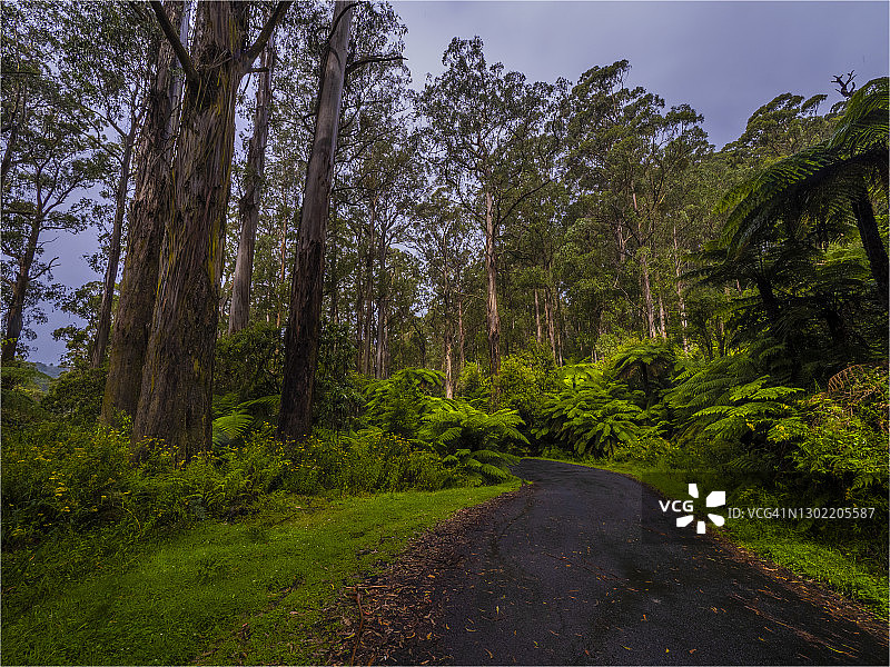 维多利亚州塔拉布尔加国家公园夏日湿润景象图片素材