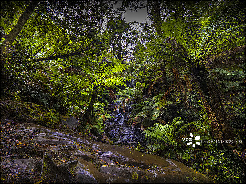 维多利亚州塔拉布尔加国家公园夏日湿润景象图片素材