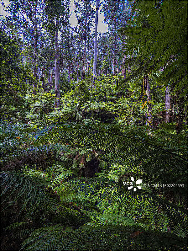 维多利亚州塔拉布尔加国家公园夏日湿润景象图片素材