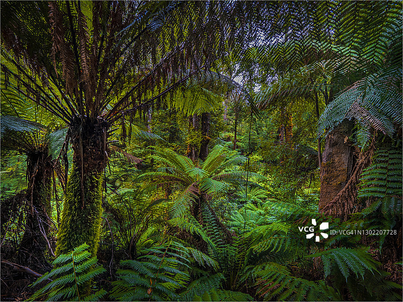 维多利亚州塔拉布尔加国家公园夏日湿润景象图片素材