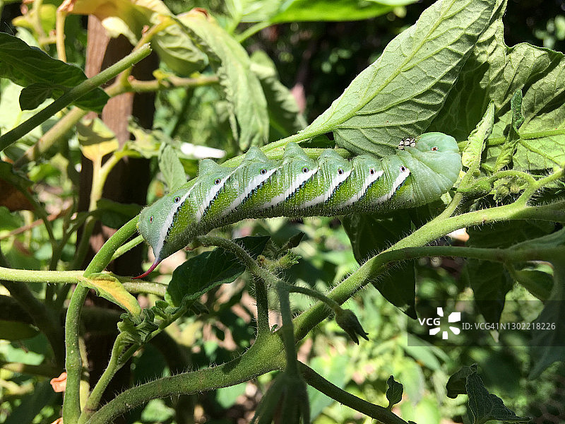 烟草天蛾幼虫啃食番茄叶图片素材