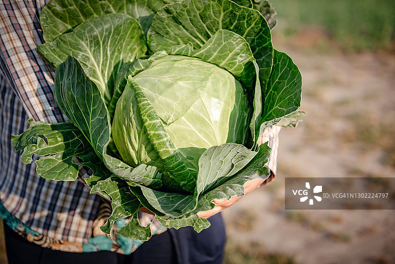 农民双手捧着卷心菜在田间收获的特写图片素材