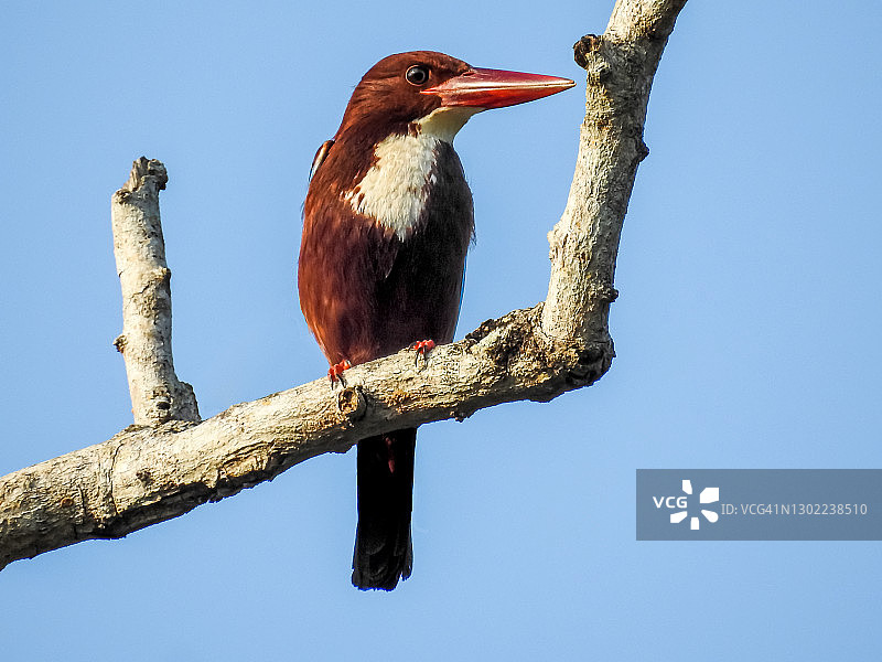 白喉翡翠图片素材