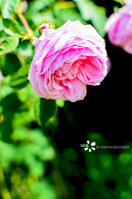 美丽的粉色玫瑰花枝与绿叶图片素材