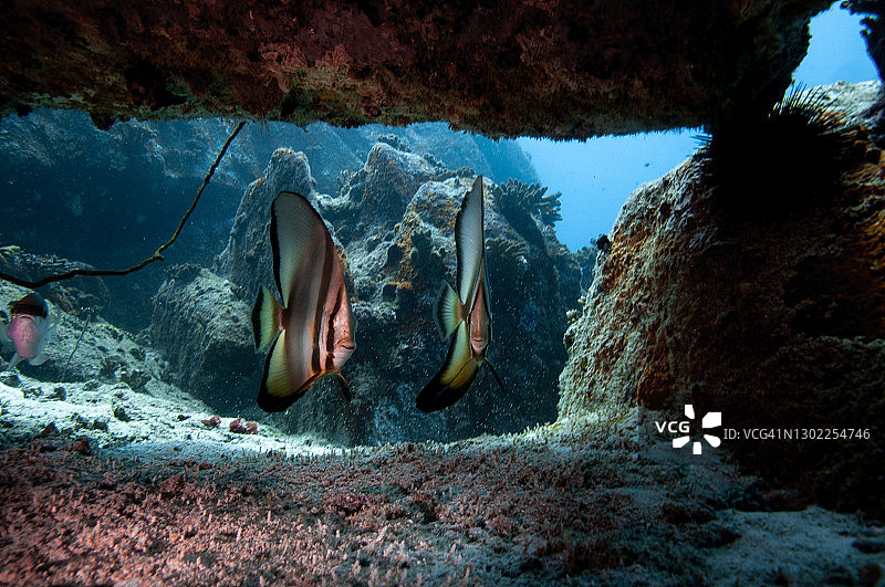 印度洋礁石岩石下的长鳍蝙蝠鱼热带银鱼群图片素材