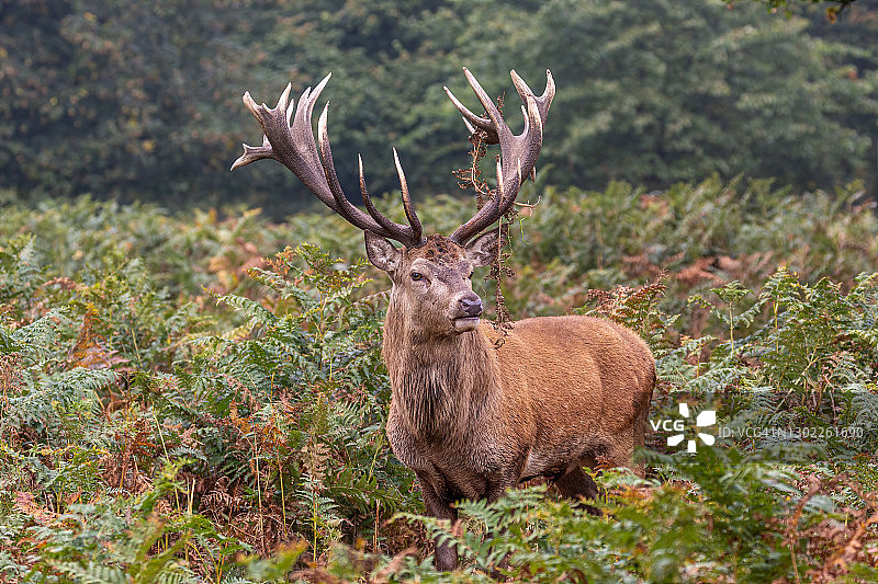一只大型雄壮的马鹿在发情期站在蕨类植物中图片素材