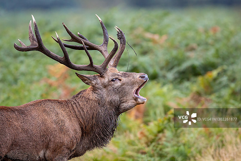咆哮的红鹿侧面照图片素材