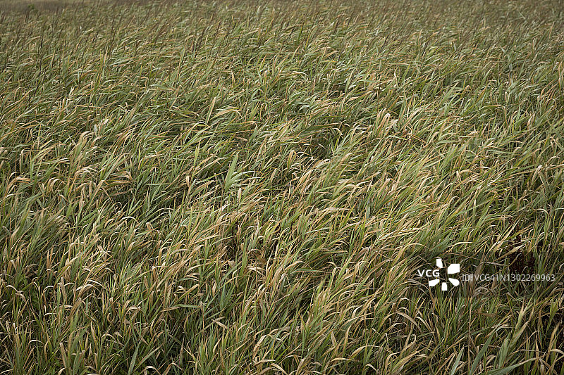 法国Ploz"".E9vet的芦苇绿地图片素材