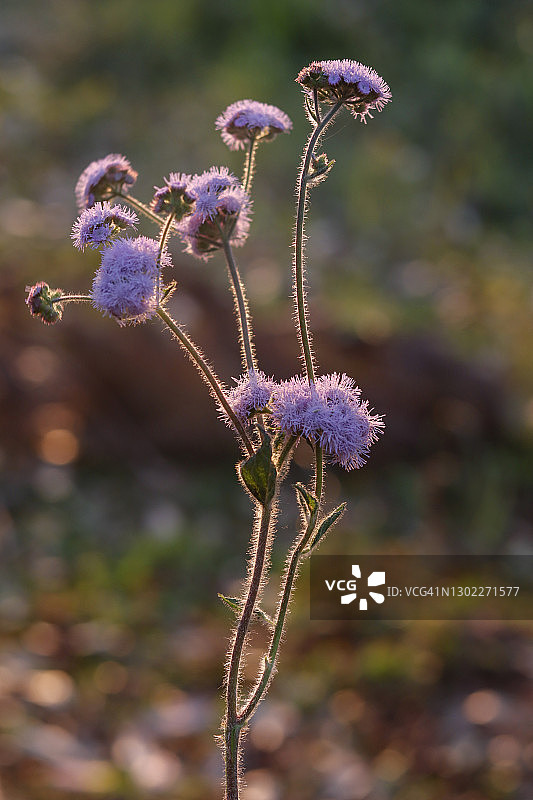 阳光下的比利山羊花图片素材