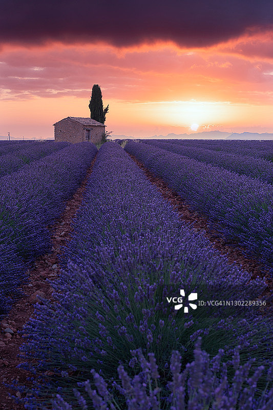 法国普罗旺斯瓦朗索勒高原薰衣草花田图片素材