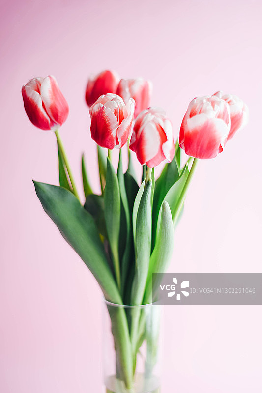 粉色背景上的粉白色郁金香图片素材