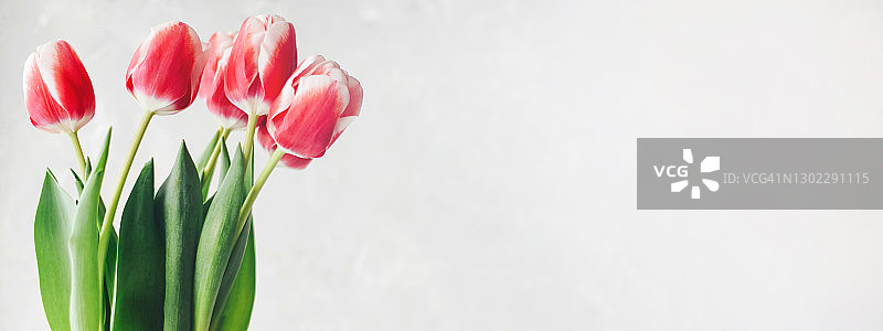 白色背景上的粉白色郁金香图片素材