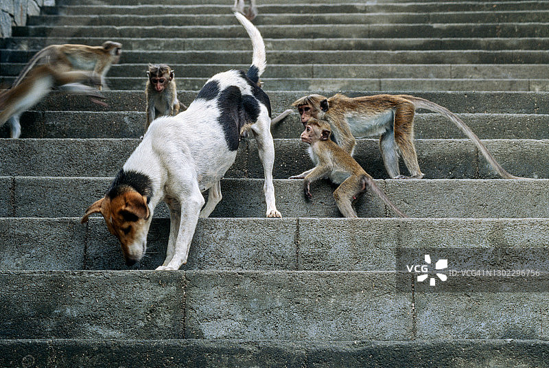 斯里兰卡阿努拉德普勒的猕猴观察狗的臀部图片素材