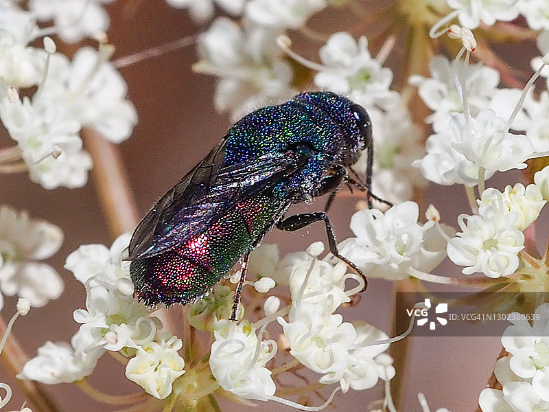 金小蜂（Chrysis sexdentata）图片素材