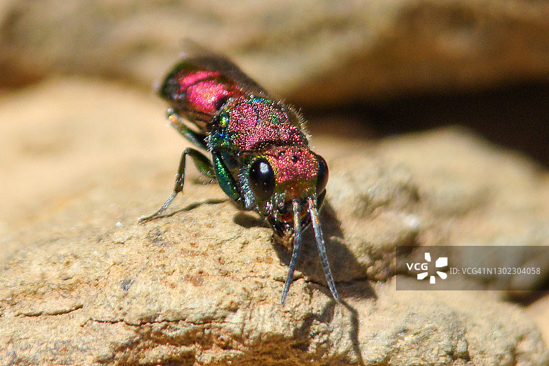 金小蜂图片素材