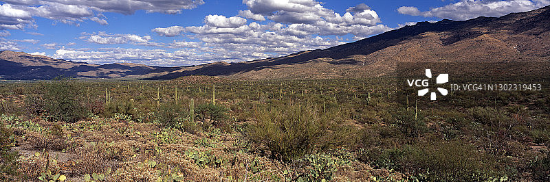 美国国家公园内的巨人柱仙人掌图片素材