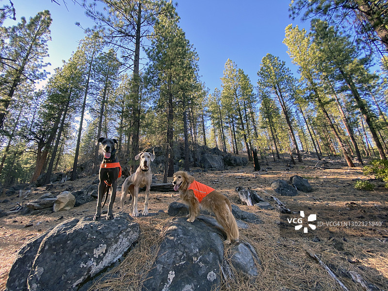森林徒步期间站在岩石上的三只狗肖像图片素材