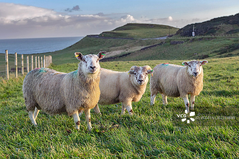 海边的小羊图片素材