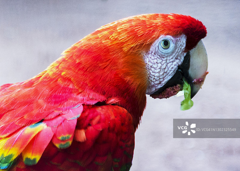 红色金刚鹦鹉是生活在南美洲森林中的鸟类图片素材