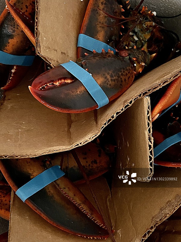 邮购新鲜龙虾图片素材