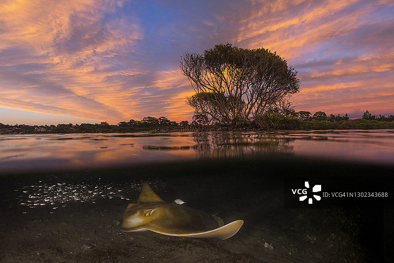 黄貂鱼在沙质海底游动，粉色日落映照水面图片素材