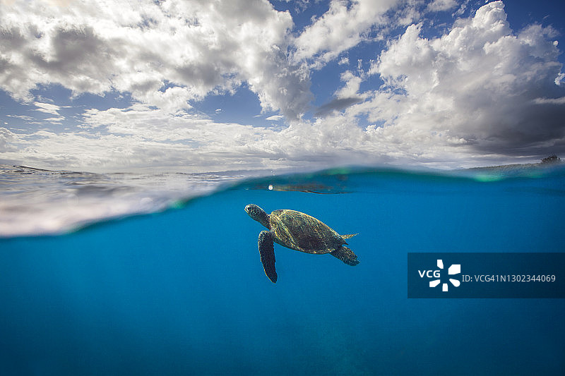 在深蓝色海洋中呼吸的绿海龟图片素材