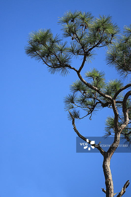 垂直格式的蓝天背景下的单棵松树图片素材