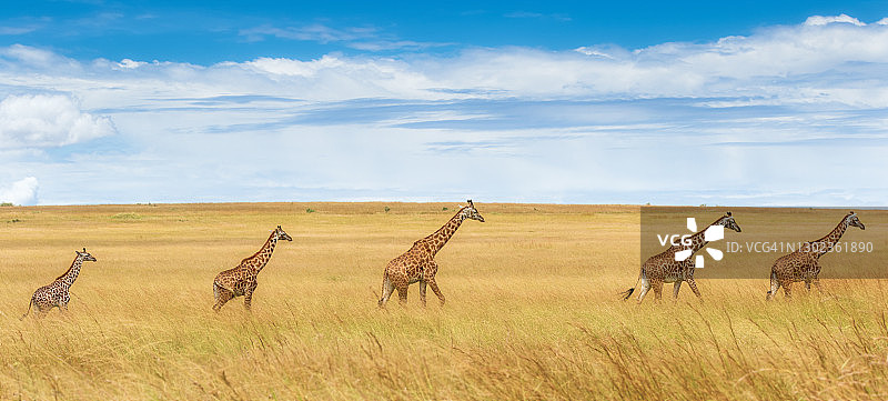 长颈鹿家族在马赛马拉迁徙的壮丽全景图片素材