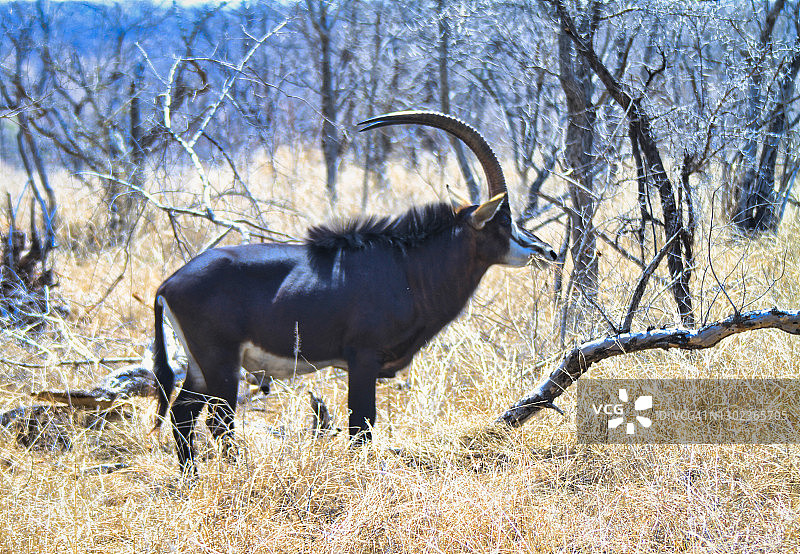 南非的黑貂羚羊图片素材