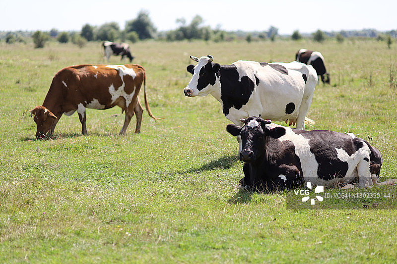 农场里有很多奶牛在吃草图片素材
