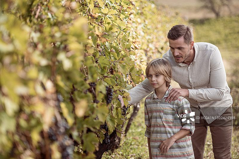 父亲教儿子种植葡萄图片素材