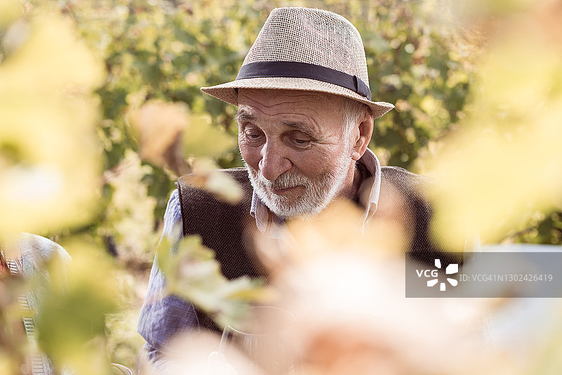 在葡萄园里的年长男人们图片素材