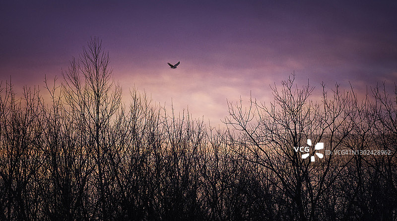 宾夕法尼亚州迷人的粉色云彩、光秃秃的树木和飞翔的鹰图片素材