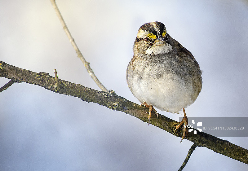 宾夕法尼亚州蓝天下可爱好奇的白喉雀图片素材