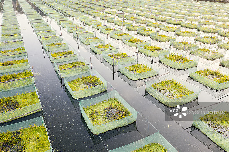 鱼类养殖鸟瞰图图片素材