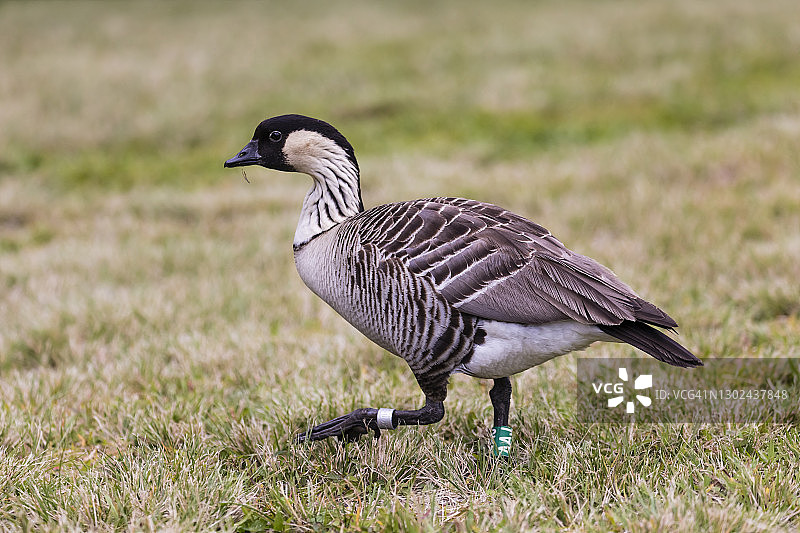 夏威夷鹅图片素材