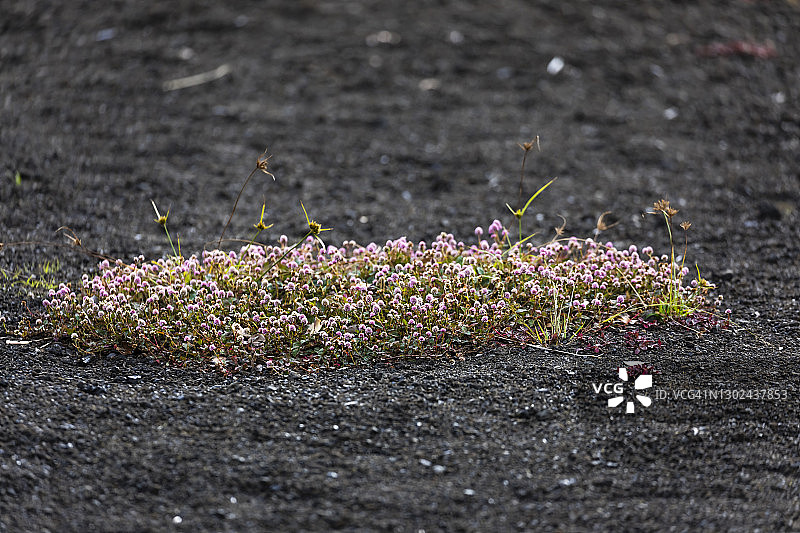 粉色蓼花图片素材