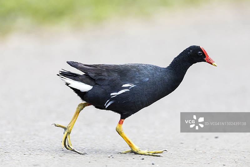 夏威夷骨顶鸡图片素材