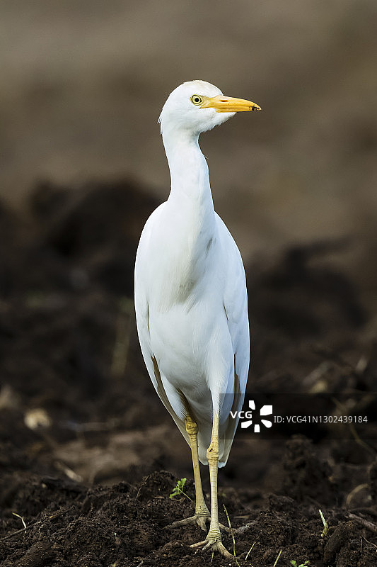 牛背鹭图片素材