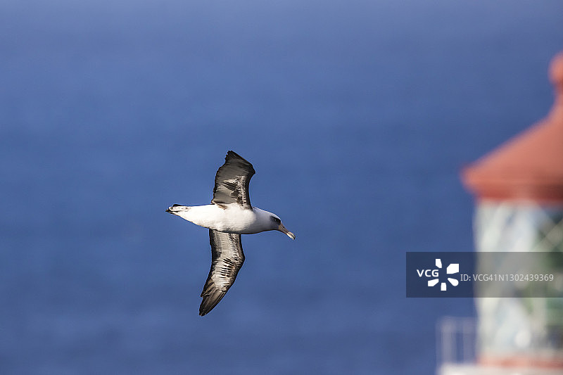 莱信信天翁图片素材