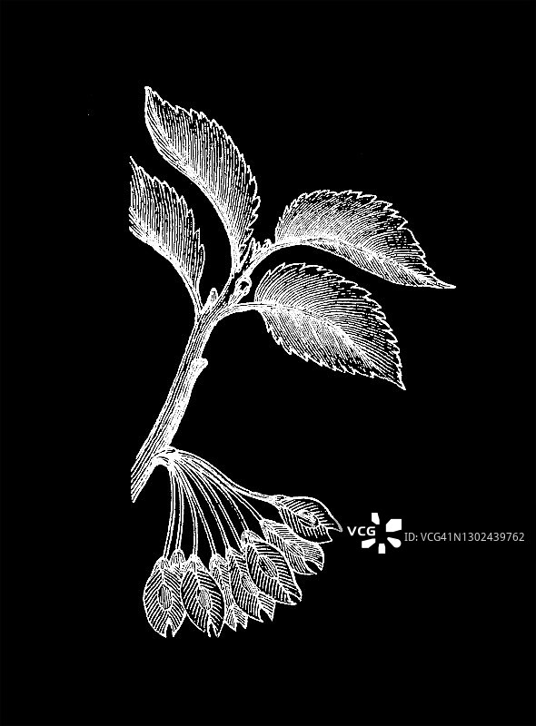 欧洲白榆古老雕刻插图图片素材