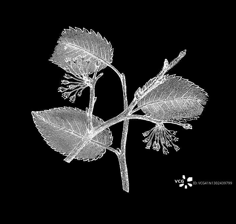 欧洲白榆古老雕刻插图图片素材